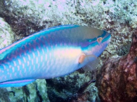 Rainbow Parrotfish IMG 7168